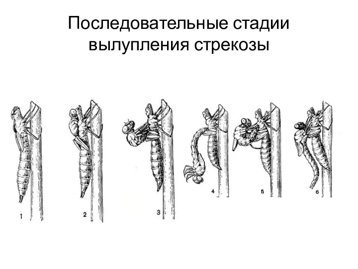 Последовательные стадии вылупления стрекозы