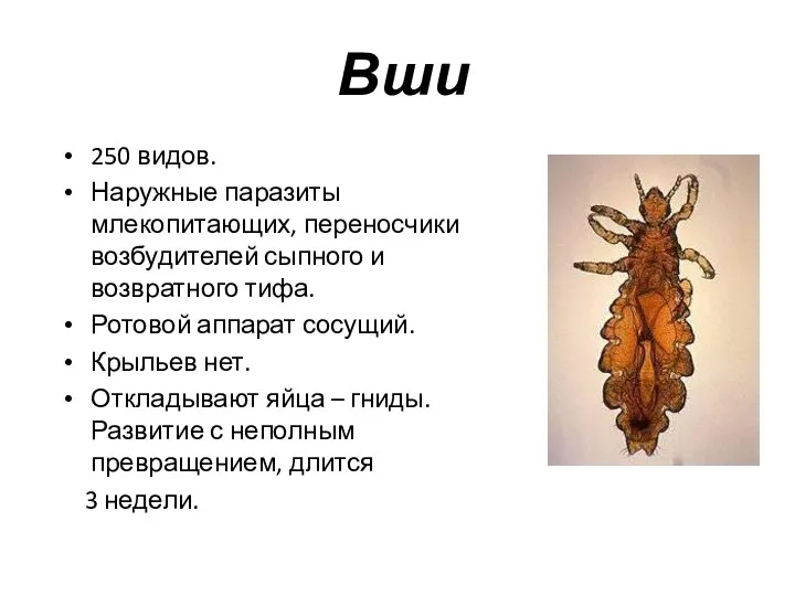 Вши 250 видов. Наружные паразиты млекопитающих, переносчики возбудителей сыпного и возвратного