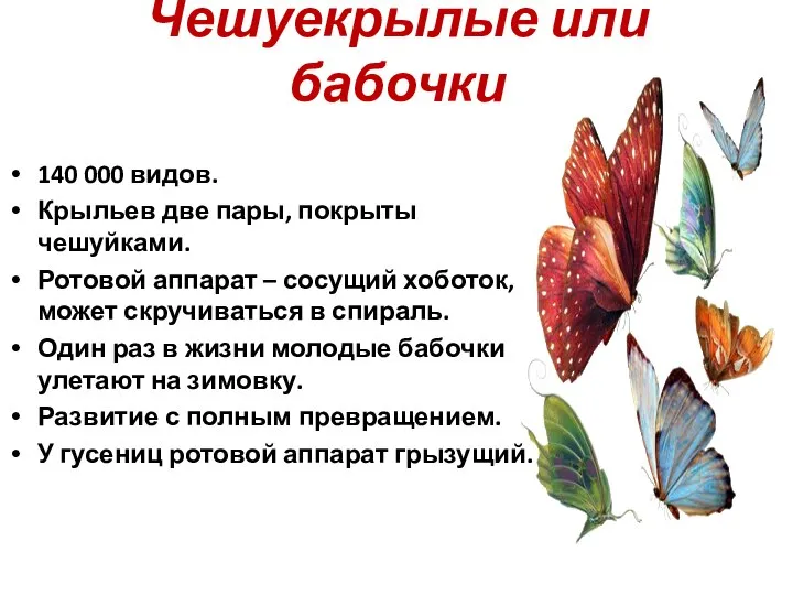 Чешуекрылые или бабочки 140 000 видов. Крыльев две пары, покрыты чешуйками.