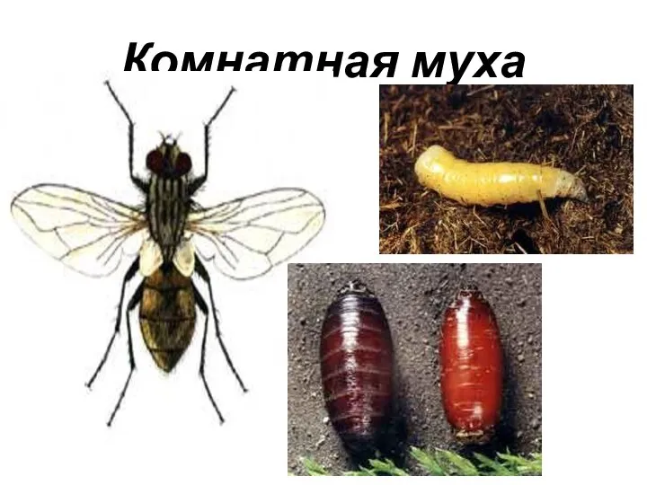 Комнатная муха