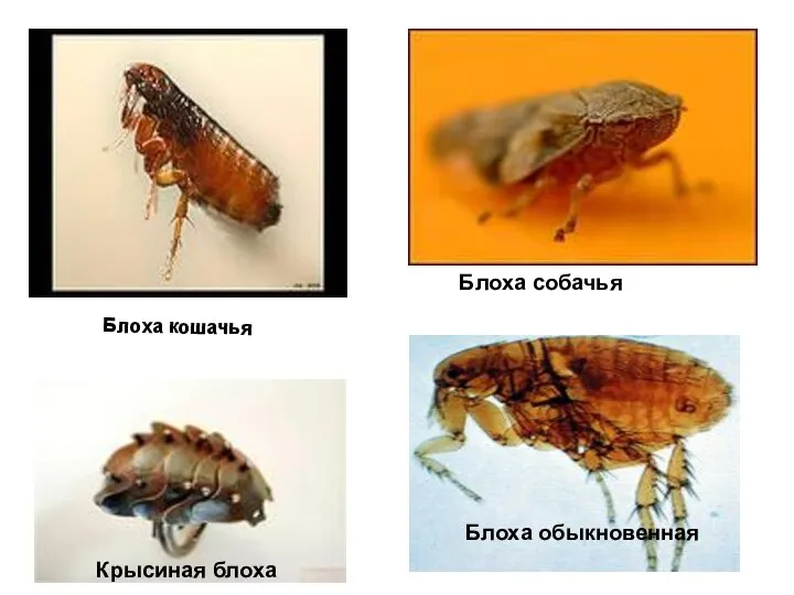 Блоха кошачья Блоха собачья Крысиная блоха Блоха обыкновенная