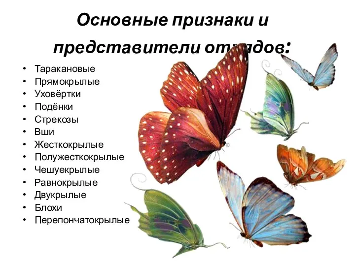 Основные признаки и представители отрядов: Таракановые Прямокрылые Уховёртки Подёнки Стрекозы Вши