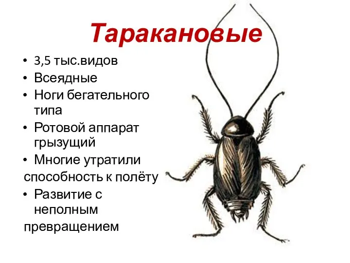 Таракановые 3,5 тыс.видов Всеядные Ноги бегательного типа Ротовой аппарат грызущий Многие