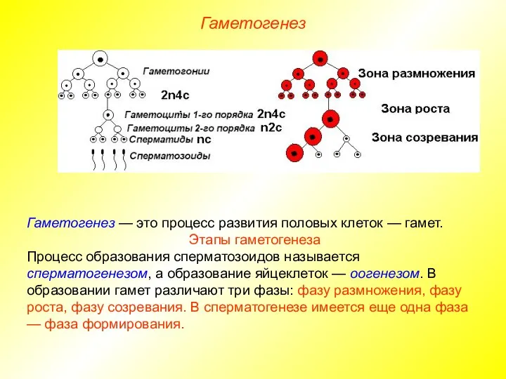 Гаметогенез Гаметогенез — это процесс развития половых клеток — гамет. Этапы