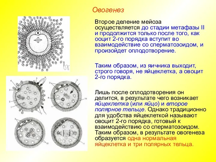 Овогенез Второе деление мейоза осуществляется до стадии метафазы II и продолжится