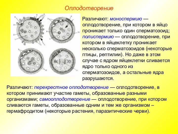 Оплодотворение Различают: моноспермию — оплодотворение, при котором в яйцо проникает только