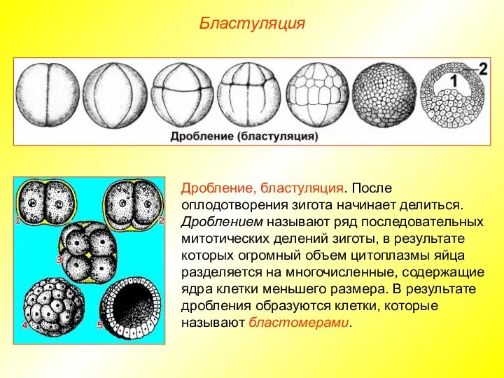 Бластуляция Дробление, бластуляция. После оплодотворения зигота начинает делиться. Дроблением называют ряд