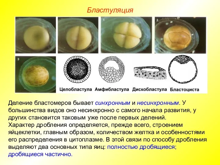 Бластуляция Деление бластомеров бывает синхронным и несинхронным. У большинства видов оно