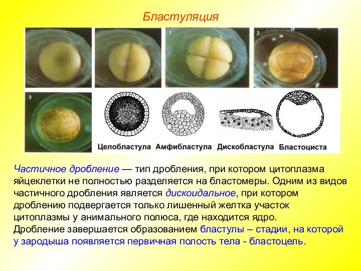 Бластуляция Частичное дробление — тип дробления, при котором цитоплазма яйцеклетки не