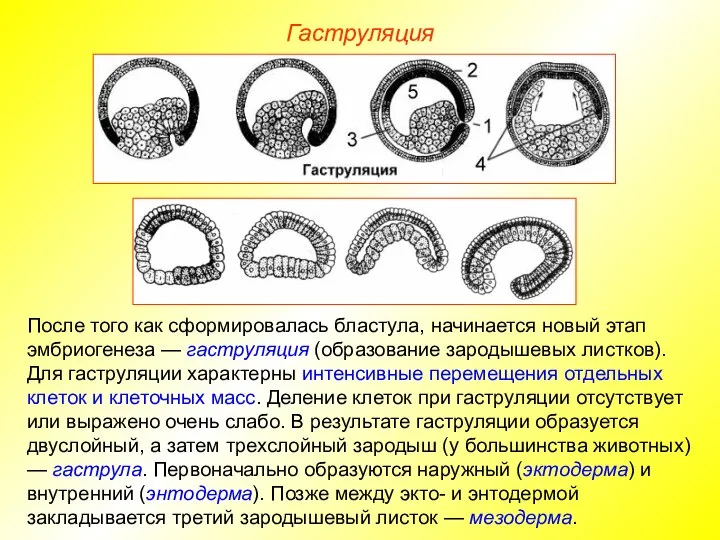 Гаструляция После того как сформировалась бластула, начинается новый этап эмбриогенеза —