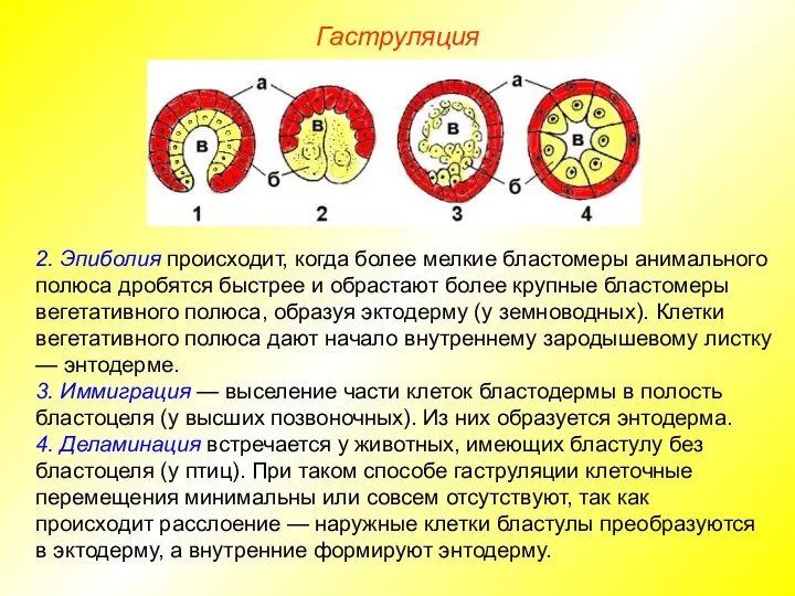 Гаструляция 2. Эпиболия происходит, когда более мелкие бластомеры анимального полюса дробятся