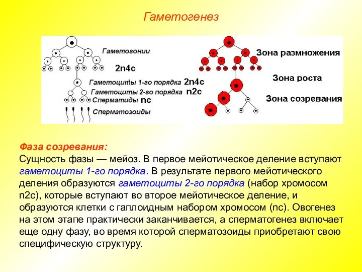 Гаметогенез Фаза созревания: Сущность фазы — мейоз. В первое мейотическое деление