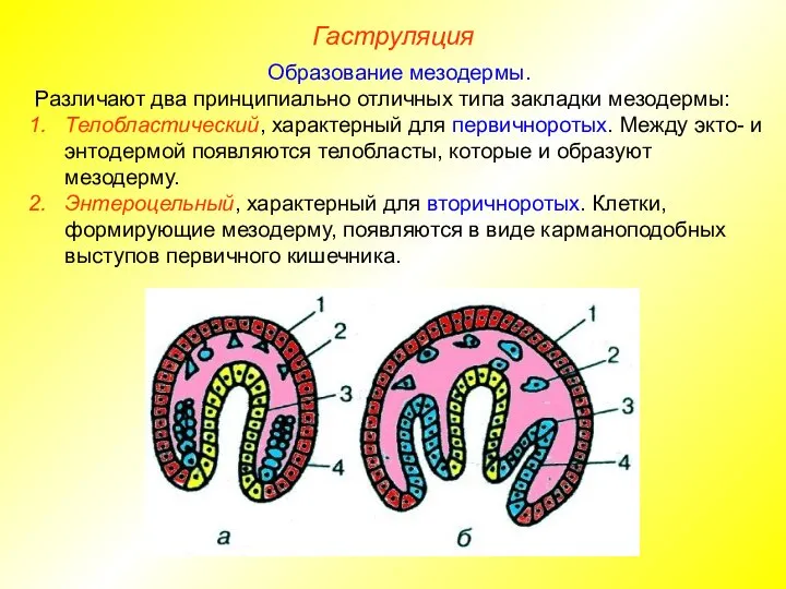 Гаструляция Образование мезодермы. Различают два принципиально отличных типа закладки мезодермы: Телобластический,