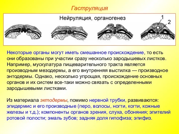 Гаструляция Некоторые органы могут иметь смешанное происхождение, то есть они образованы