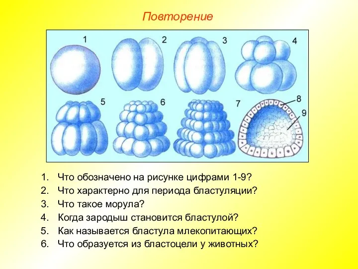 Повторение Что обозначено на рисунке цифрами 1-9? Что характерно для периода