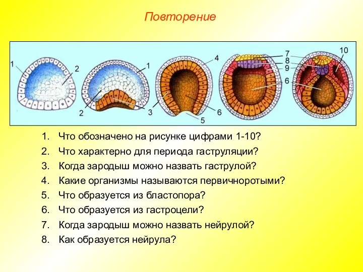 Повторение Что обозначено на рисунке цифрами 1-10? Что характерно для периода