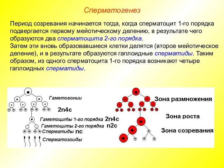 Сперматогенез Период созревания начинается тогда, когда сперматоцит 1-го порядка подвергается первому