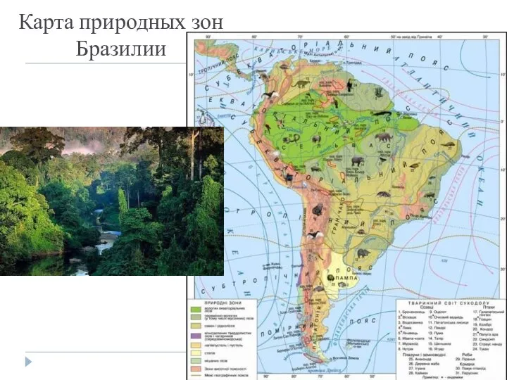 Карта природных зон Бразилии