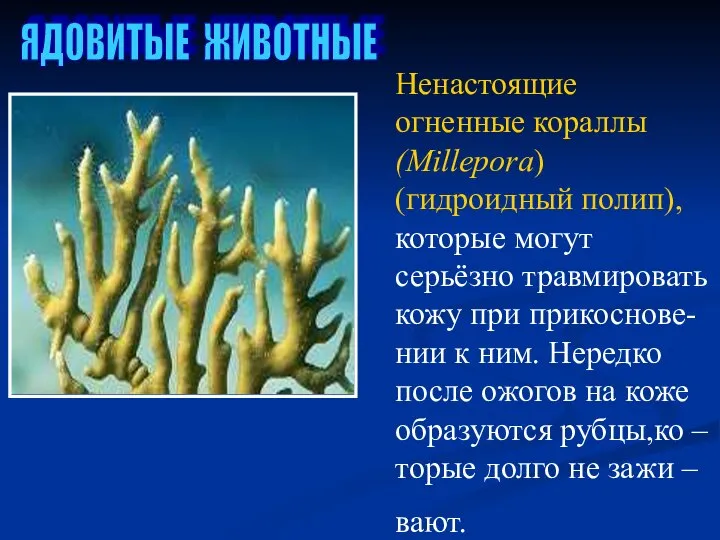 ЯДОВИТЫЕ ЖИВОТНЫЕ Ненастоящие огненные кораллы (Millepora) (гидроидный полип), которые могут серьёзно