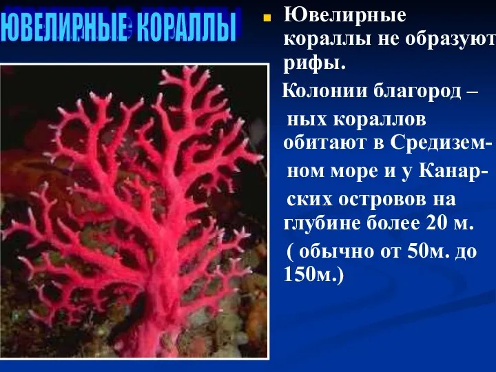 Ювелирные кораллы Ювелирные кораллы не образуют рифы. Колонии благород – ных