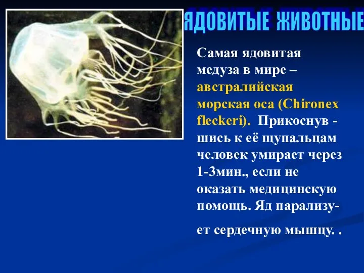 Самая ядовитая медуза в мире – австралийская морская оса (Chironex fleckeri).