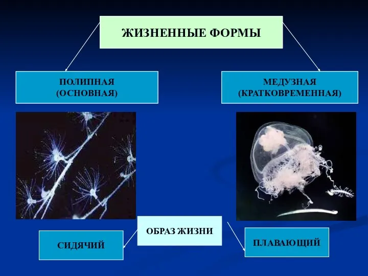 ЖИЗНЕННЫЕ ФОРМЫ ПОЛИПНАЯ (ПОЛИПНАЯ ОСНОВНАЯ) МЕДУЗНАЯ (КРАТКОВРЕМЕННАЯ) ОБРАЗ ЖИЗНИ СИДЯЧИЙ ПЛАВАЮЩИЙ