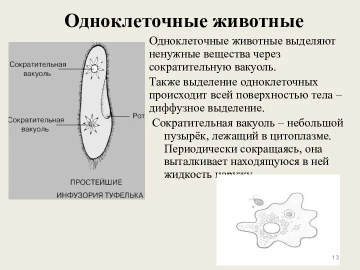 Одноклеточные животные Одноклеточные животные выделяют ненужные вещества через сократительную вакуоль. Также