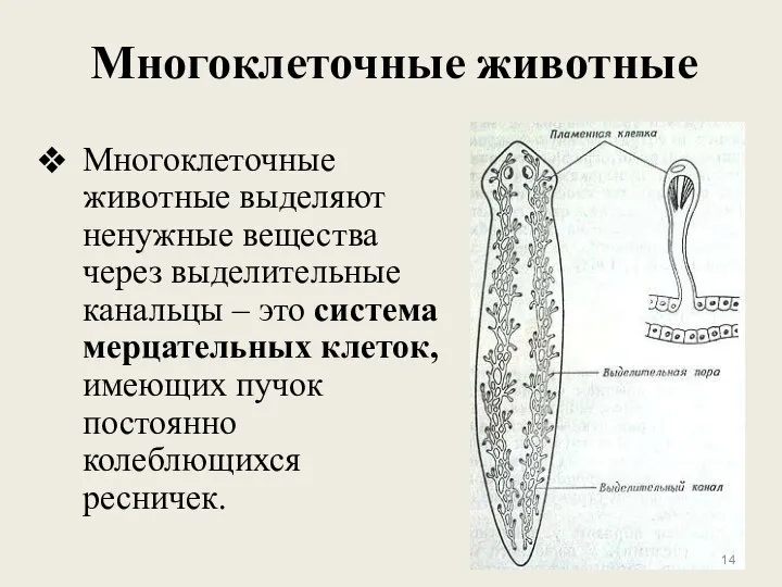 Многоклеточные животные Многоклеточные животные выделяют ненужные вещества через выделительные канальцы –