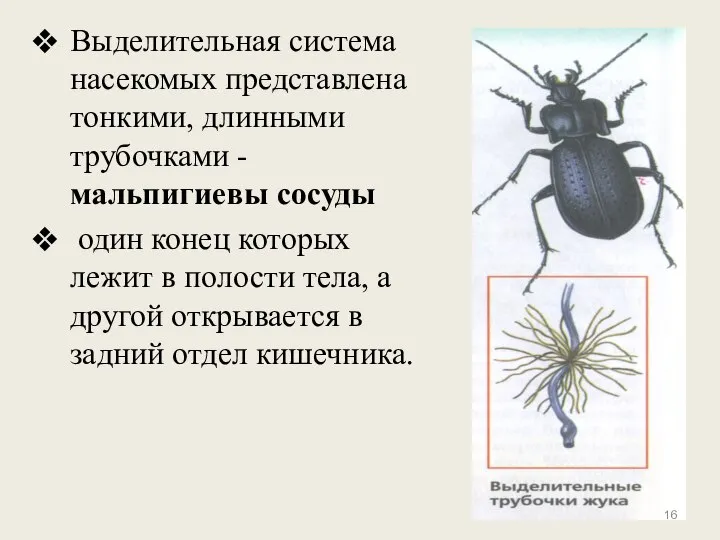 Выделительная система насекомых представлена тонкими, длинными трубочками -мальпигиевы сосуды один конец