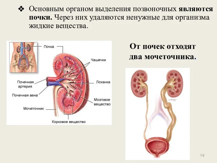 От почек отходят два мочеточника. Основным органом выделения позвоночных являются почки.