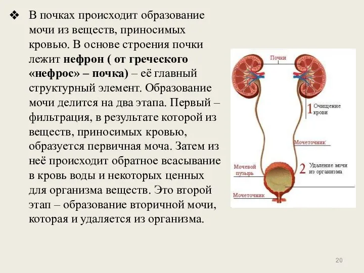 В почках происходит образование мочи из веществ, приносимых кровью. В основе