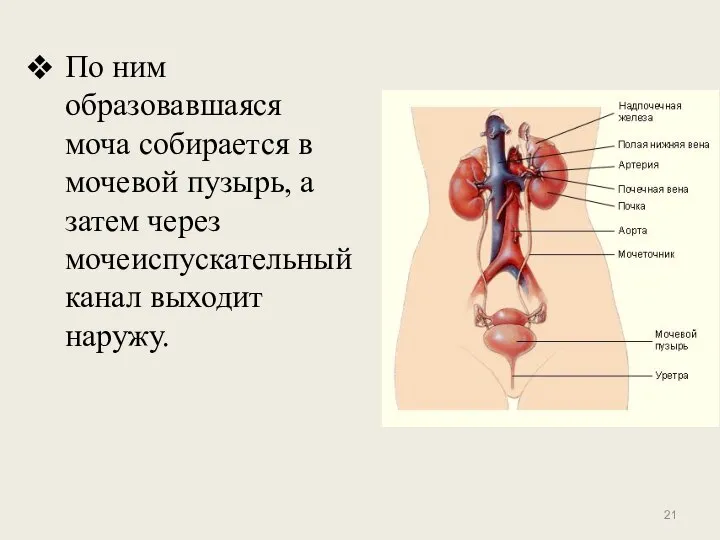 По ним образовавшаяся моча собирается в мочевой пузырь, а затем через мочеиспускательный канал выходит наружу.