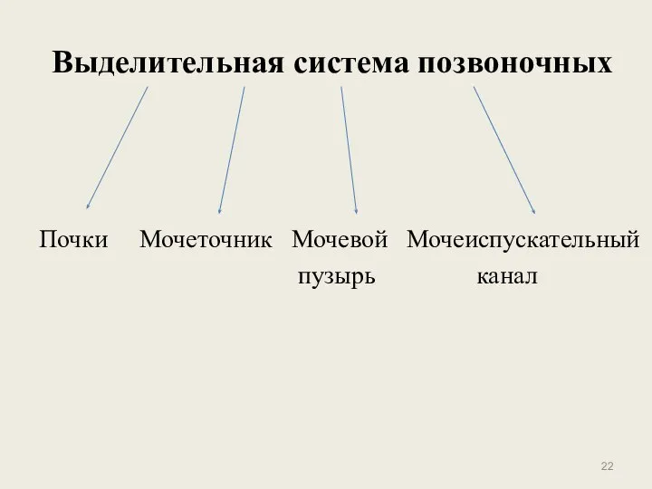 Выделительная система позвоночных Почки Мочеточник Мочевой Мочеиспускательный пузырь канал