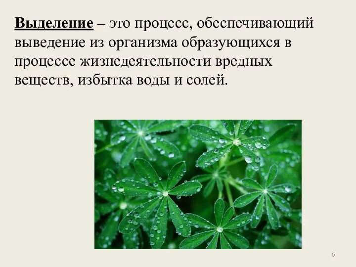 Выделение – это процесс, обеспечивающий выведение из организма образующихся в процессе