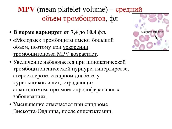 MPV (mean platelet volume) – средний объем тромбоцитов, фл В норме