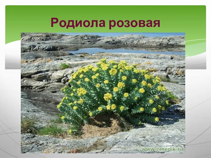 Родиола розовая