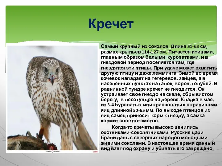 Самый крупный из соколов. Длина 51-63 см, размах крыльев 114-127 см.