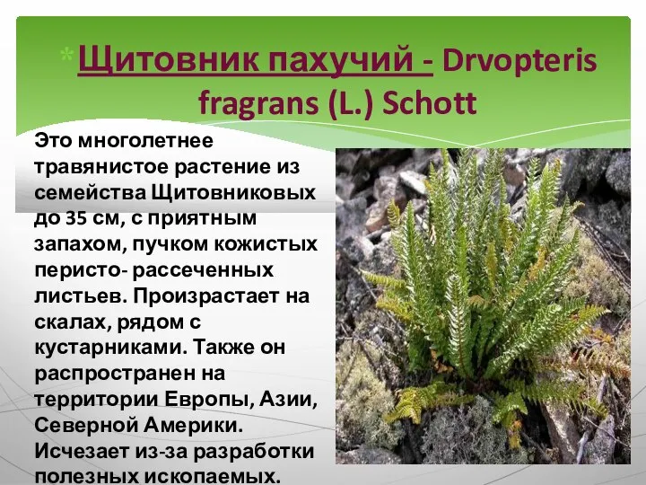 Щитовник пахучий - Drvopteris fragrans (L.) Schott Это многолетнее травянистое растение