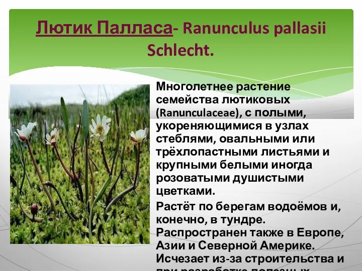 Многолетнее растение семейства лютиковых (Ranunculaceae), с полыми, укореняющимися в узлах стеблями,