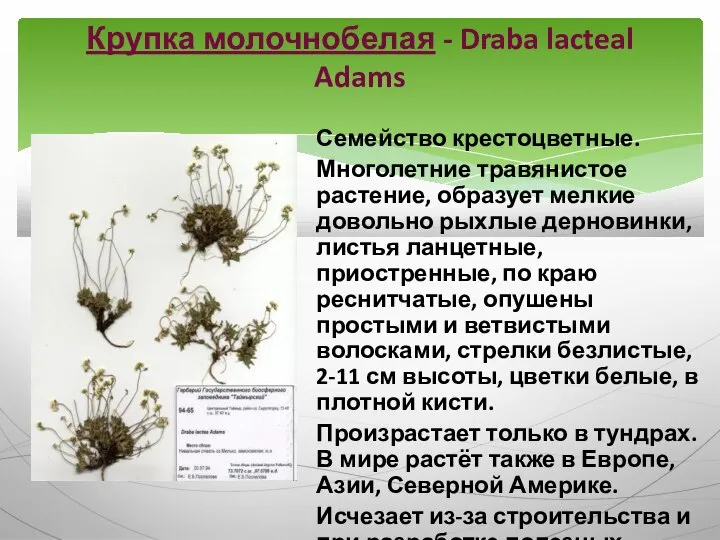 Семейство крестоцветные. Многолетние травянистое растение, образует мелкие довольно рыхлые дерновинки, листья