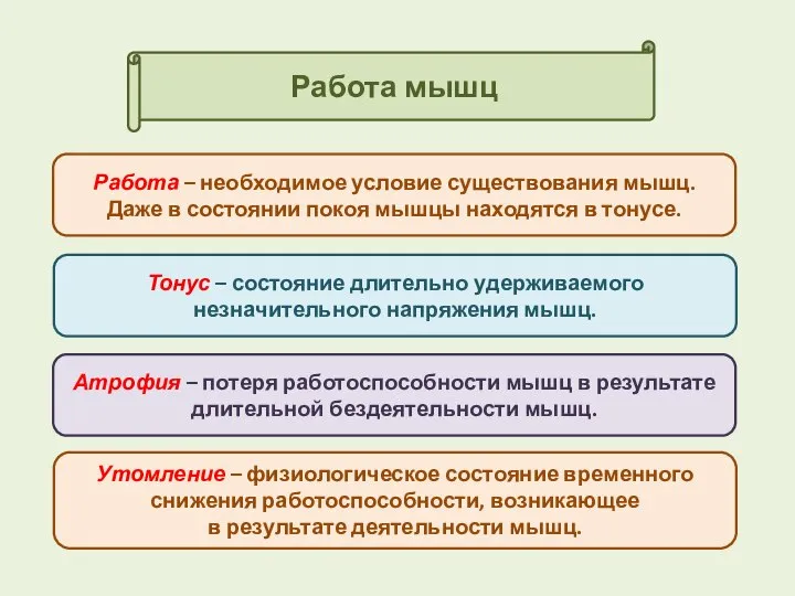 Работа мышц Работа – необходимое условие существования мышц. Даже в состоянии