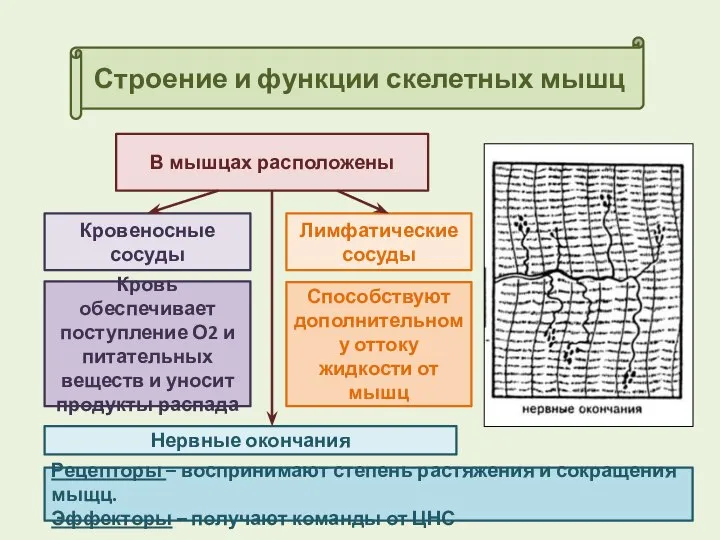 Строение и функции скелетных мышц В мышцах расположены Кровеносные сосуды Лимфатические