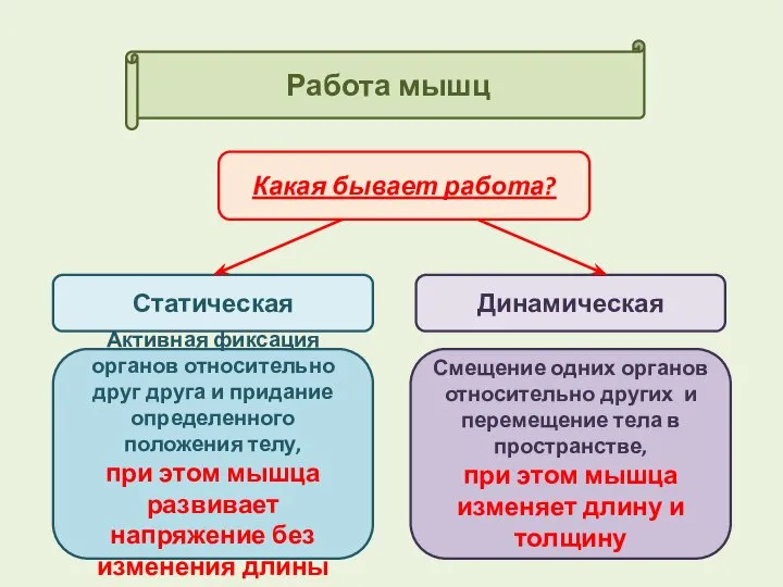 Работа мышц Какая бывает работа? Статическая Динамическая Активная фиксация органов относительно