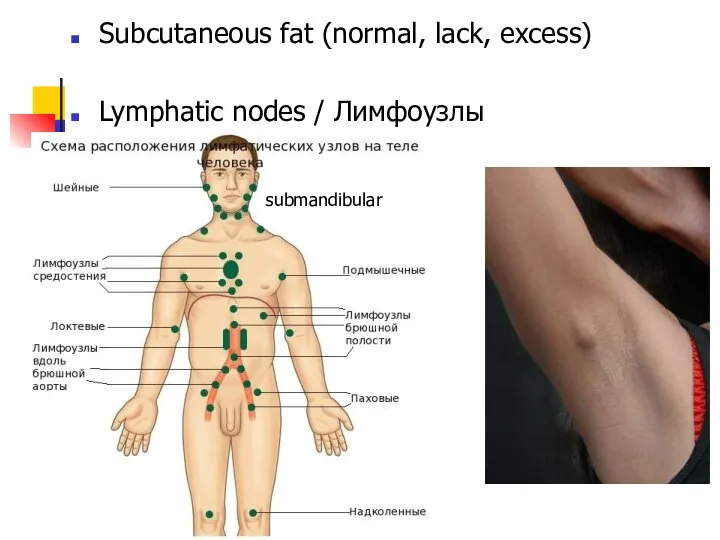Subcutaneous fat (normal, lack, excess) Lymphatic nodes / Лимфоузлы submandibular