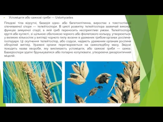 Устоміцети або сажкові гриби — Ustomycetes Плодові тіла відсутні, базидія одно-