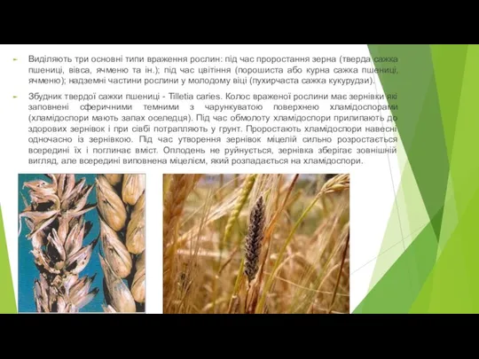 Виділяють три основні типи враження рослин: під час проростання зерна (тверда