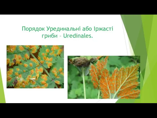 Порядок Урединальні або Іржасті гриби – Uredinales.