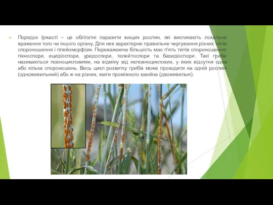 Порядок Іржасті – це облігатні паразити вищих рослин, які викликають локальне