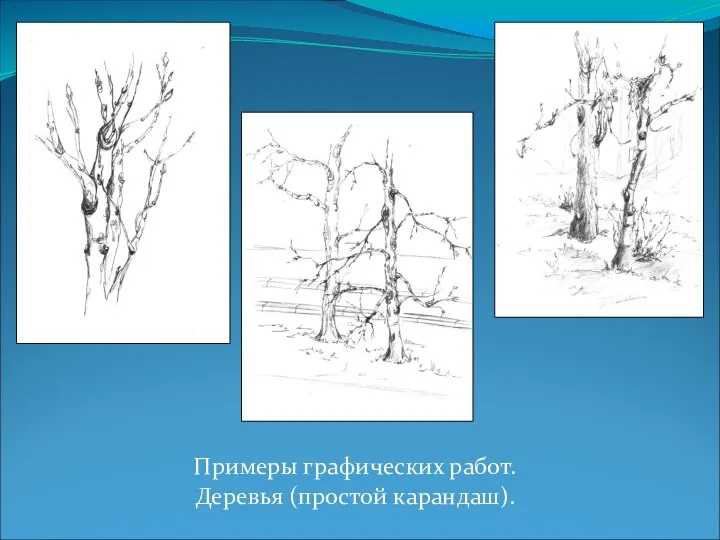 Примеры графических работ. Деревья (простой карандаш).