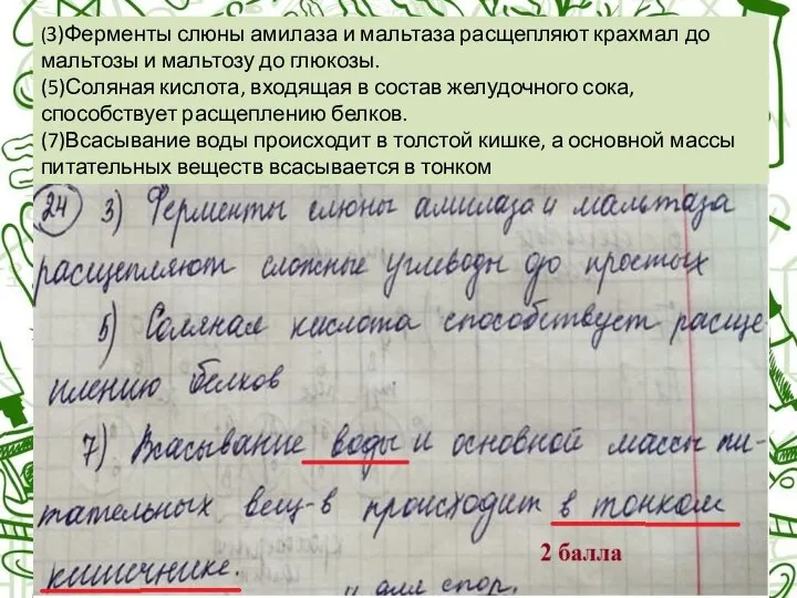 (3)Ферменты слюны амилаза и мальтаза расщепляют крахмал до мальтозы и мальтозу